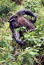 Chimp Kenya